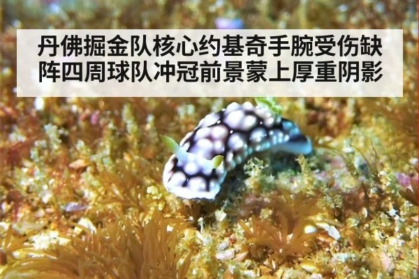 丹佛掘金队核心约基奇手腕受伤缺阵四周球队冲冠前景蒙上厚重阴影